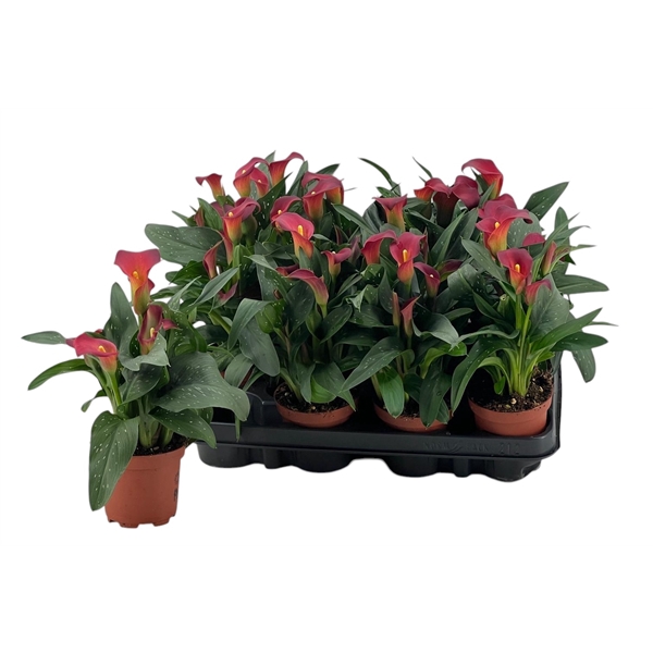 <h4>3+ Zantedeschia Sweet Chili (rood) Diamond Selection</h4>