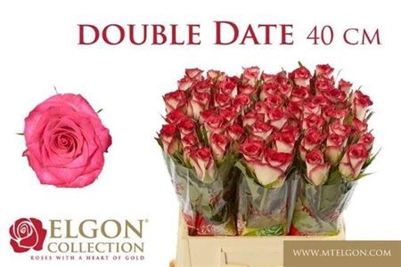 <h4>Rosa grootbloemig Double Date!</h4>
