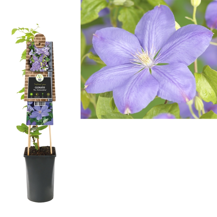 Clematis 'Mrs. Cholmondeley' 3.0 label