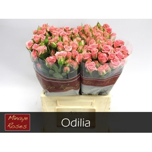 R TR ODILIA