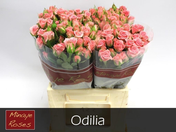 <h4>R TR ODILIA</h4>