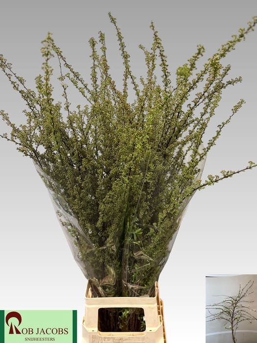 <h4>Spir C Grefsheim</h4>