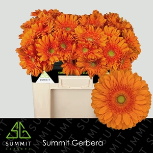 Gerbera Eureka Water