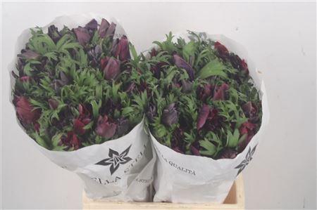<h4>Anemone Mistral Bordeaux</h4>