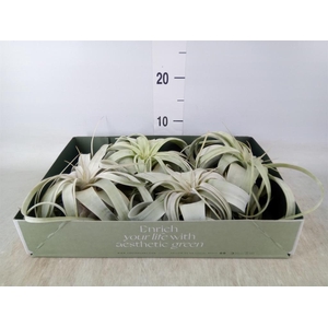 Tillandsia xerographica