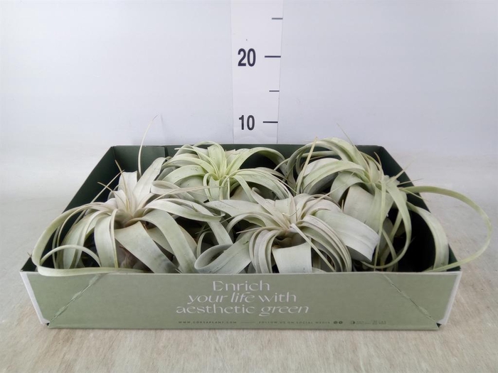<h4>Tillandsia xerographica</h4>