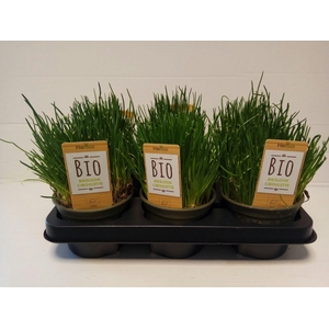 Bieslook P12 HERBIO steker