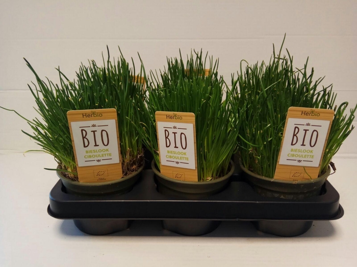 <h4>Bieslook P12 HERBIO steker</h4>