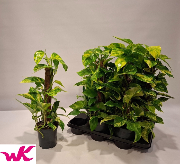 <h4>EPIPR MOSSTOK</h4>