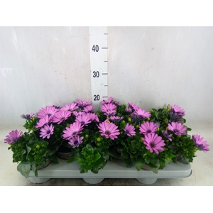Osteospermum  'Margarita Lilac'