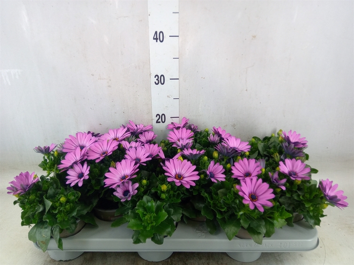 <h4>Osteospermum  'Margarita Lilac'</h4>