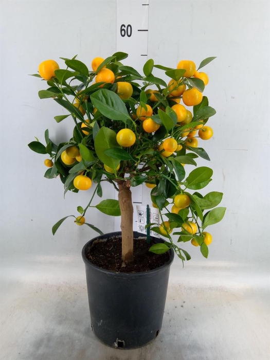 <h4>Citrus   ...</h4>