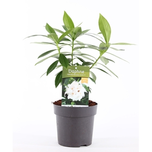 Daphne od. 'Perfume Princess White'® P13