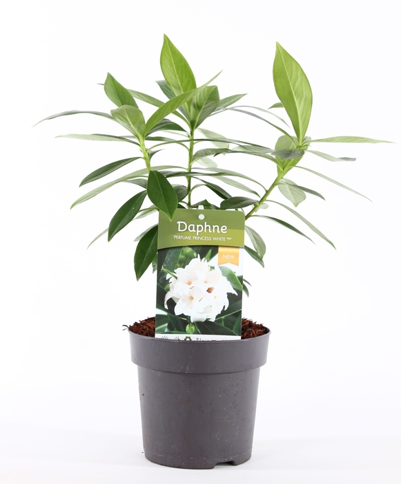 <h4>Daphne od. 'Perfume Princess White'® P13</h4>