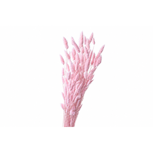 Dried Bleached Lagurus Light Pink 60gr