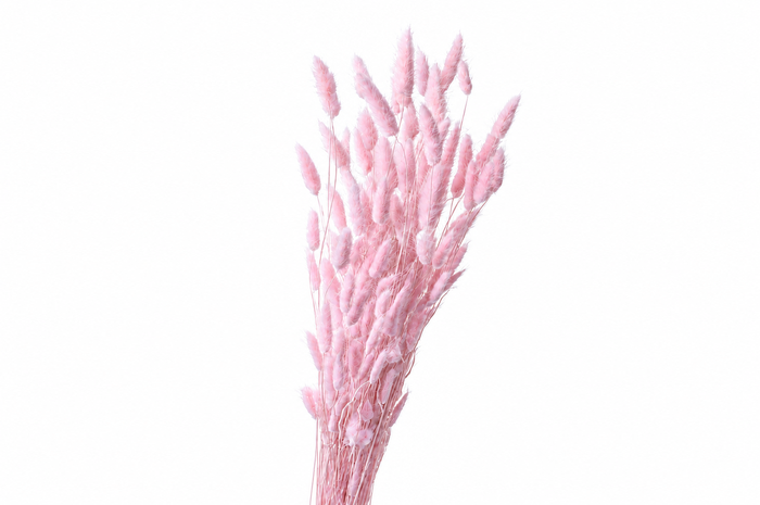 <h4>Dried Bleached Lagurus Light Pink 100gr</h4>