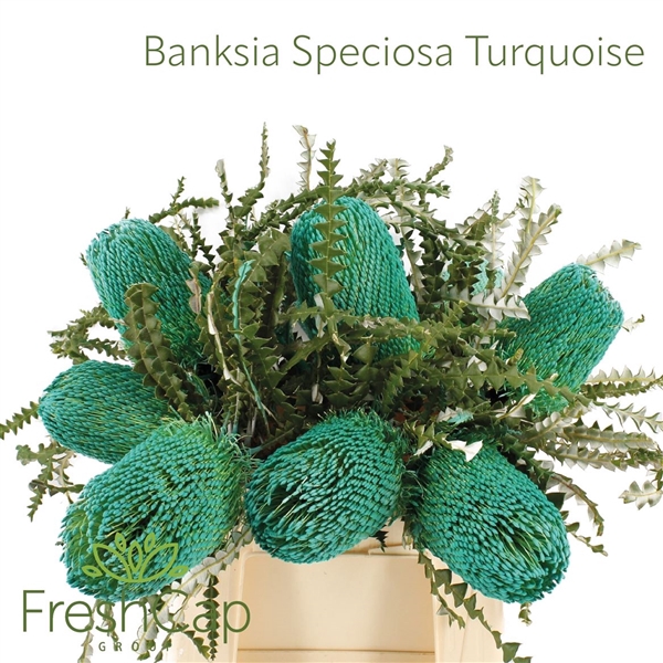 <h4>Banksia Spec Klb H%</h4>