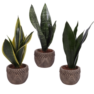 Sansevieria mix Ø09cm in Ø12cm Ceramic EV665