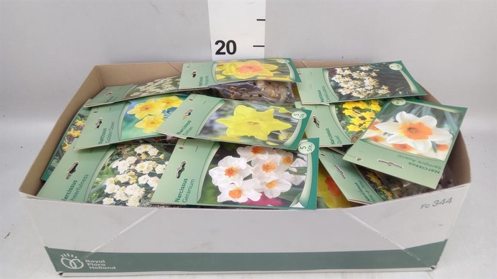 <h4>Narcissus   ...flowerbulbs</h4>