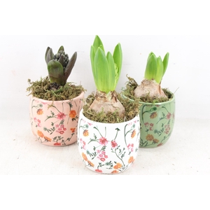 arr4 Hyacint FL - Early springtime x12