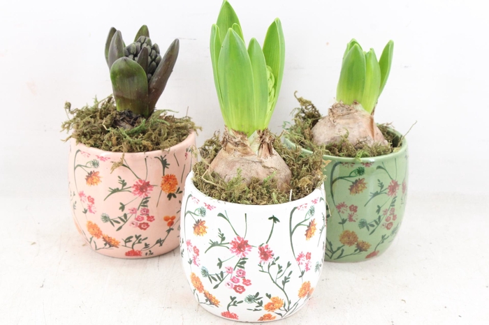 <h4>arr4 Hyacint FL - Early springtime x12</h4>