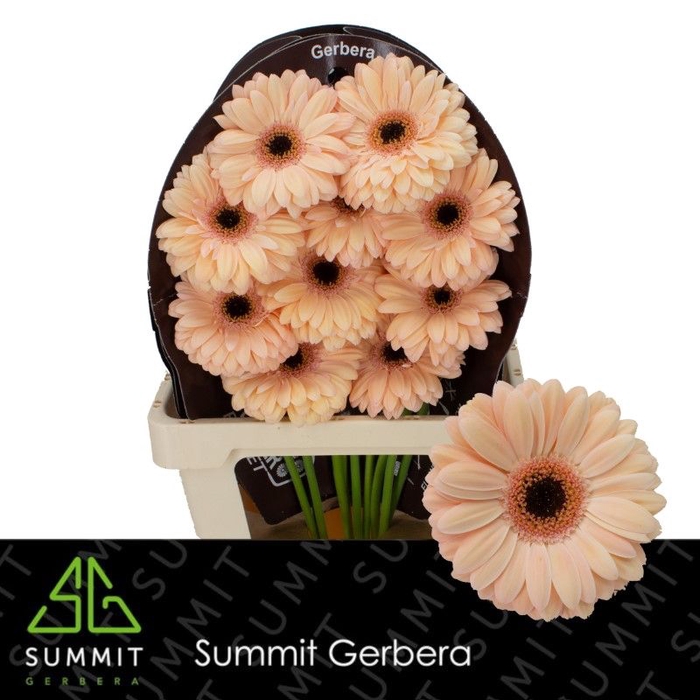 <h4>Gerbera Laureen Flowerracket</h4>