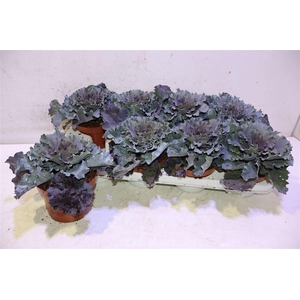 Brassica Oleracea Rood Blad