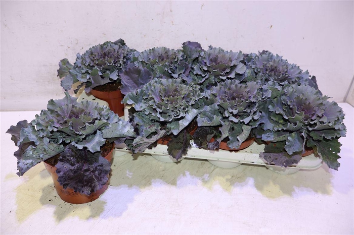 <h4>Brassica Oleracea Rood Blad</h4>