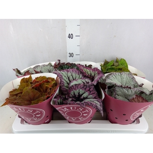 Begonia BD 'Beleaf'   ...mix