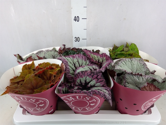 <h4>Begonia BD 'Beleaf'   ...mix</h4>