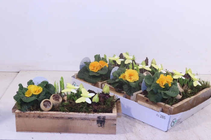 <h4>ARR TUINPLANTEN</h4>