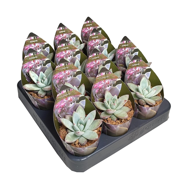 <h4>ECHEVERIA COLORATA TAPALPA - POT Ø 6,5 WITH POTCOVER (SUCCULENTEN)</h4>