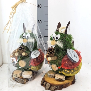 Baby Eekhoorn in Kado Folie