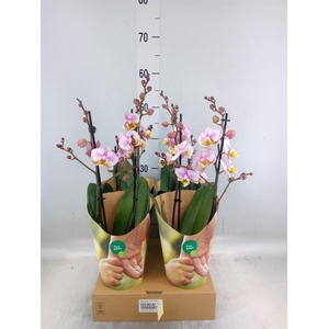 Phalaenopsis  'Corolla Beach'