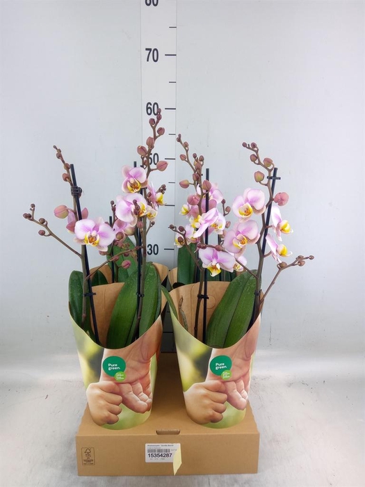<h4>Phalaenopsis  'Corolla Beach'</h4>