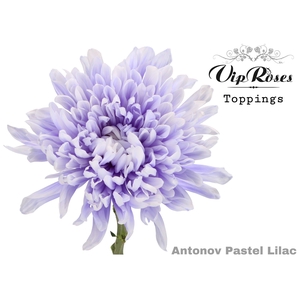 CHR G ANTONOV PASTEL LILAC