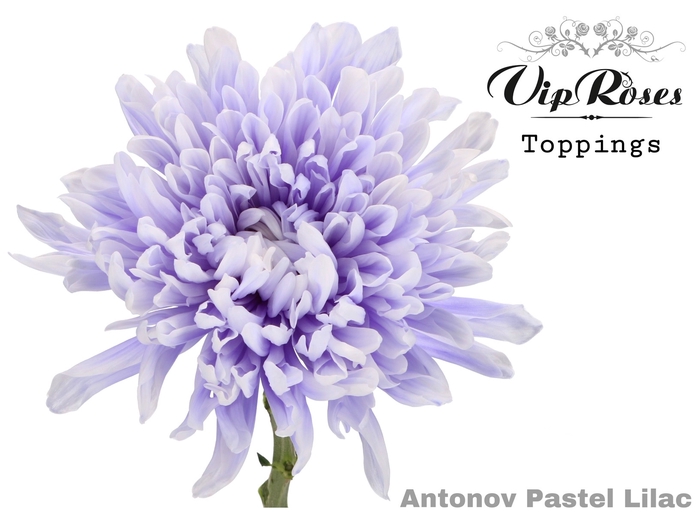 CHR G ANTONOV PASTEL LILAC