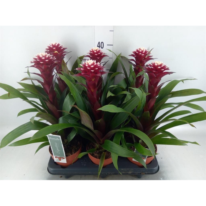 <h4>Guzmania  'Francesca'</h4>