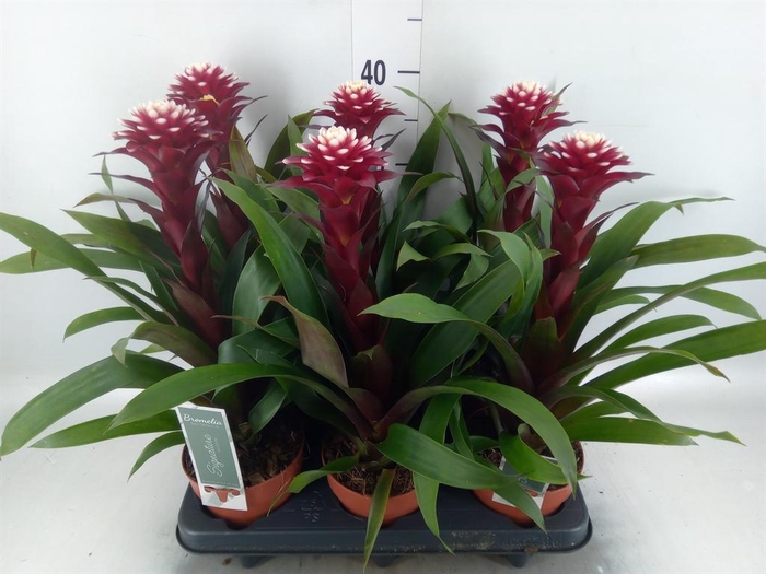 Guzmania  'Francesca'