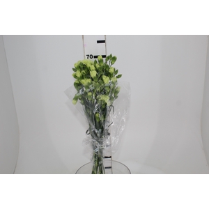 CRAVO SPRAY SKADI 070 CM