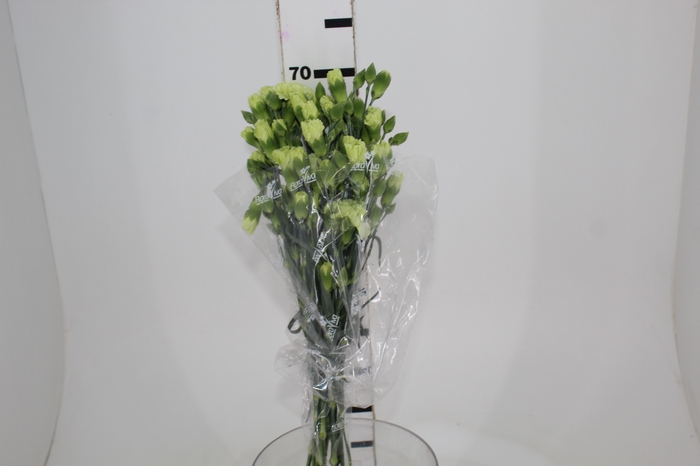 <h4>CRAVO SPRAY SKADI 070 CM</h4>