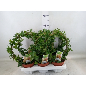 Hedera   ...green leafed