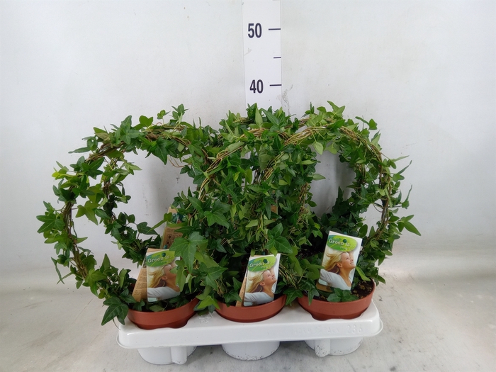 <h4>Hedera   ...green leafed</h4>