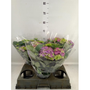 Hydrangea mac. 'Ningbo'