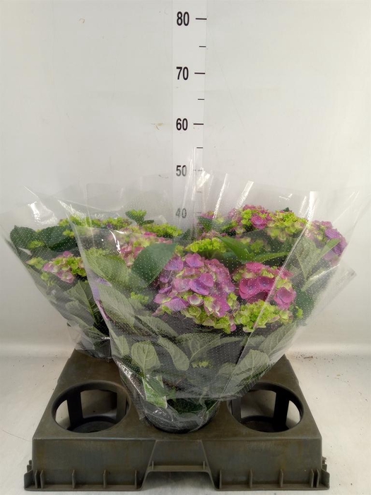<h4>Hydrangea mac. 'Ningbo'</h4>