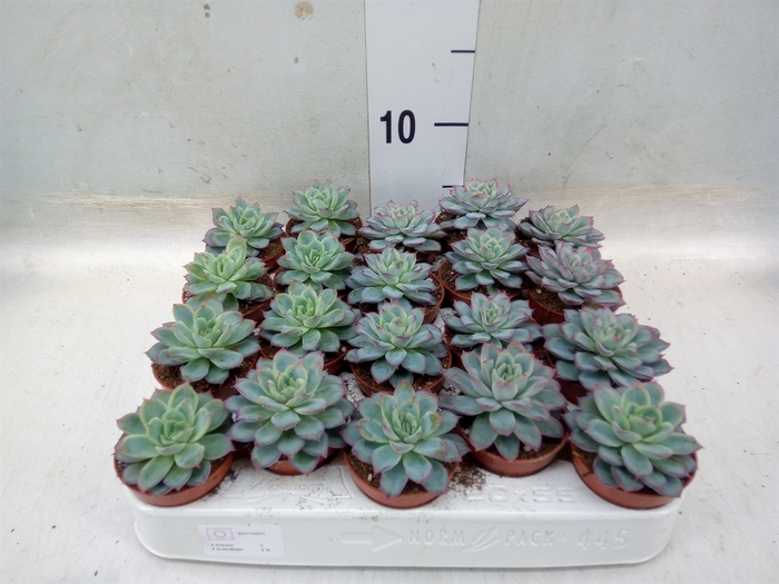 <h4>Echeveria   ...not flowering</h4>