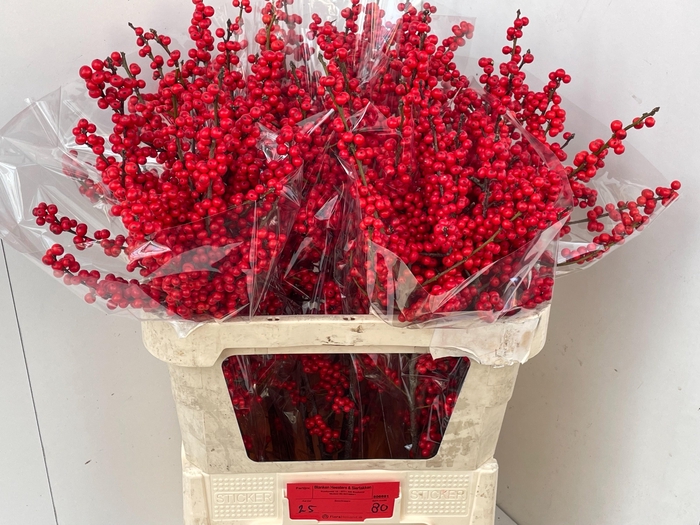 <h4>ILEX VE RODE BES</h4>