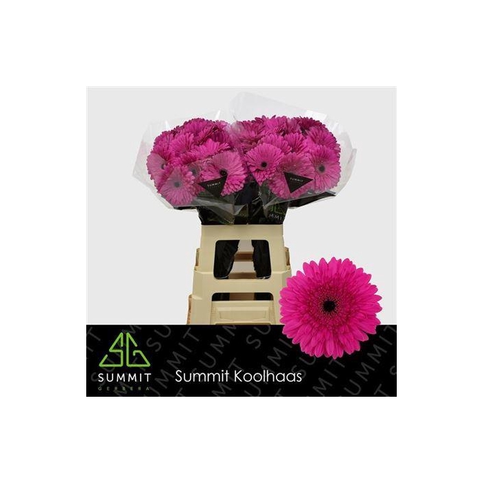 <h4>Ge Gr Madeira</h4>