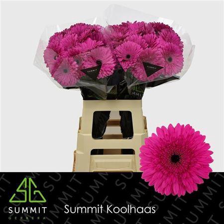 <h4>Ge Gr Madeira</h4>