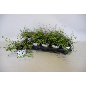 Overig 12 cm Muehlenbeckia complexa Minero